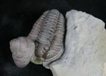 , D Flexicalymene Trilobite With Gastropod #9223-2